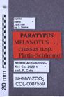 Etiketten zu Melanotus crassus (NHMW-ZOO-COL-0007559)